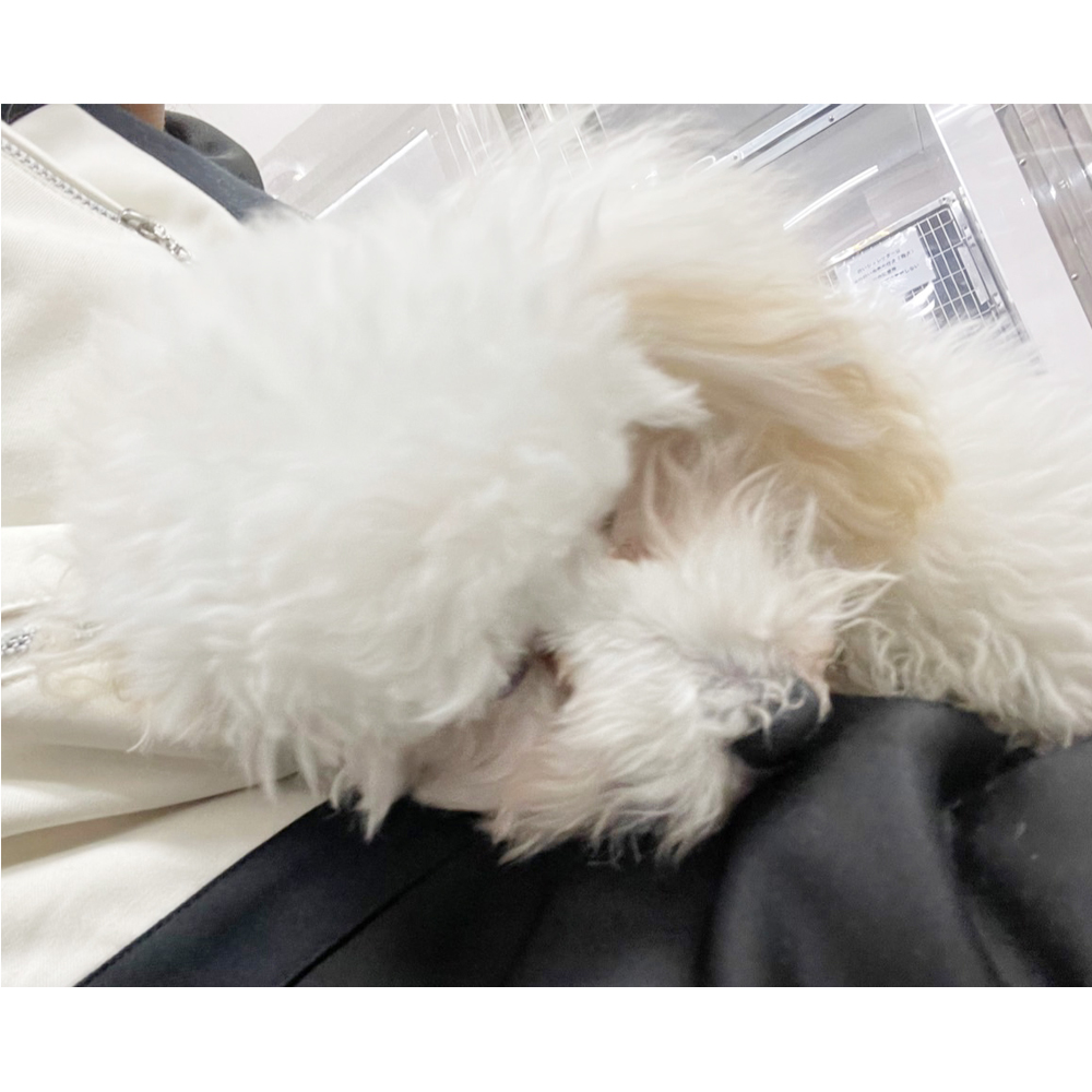 ☆生徒が撮影したモデル犬☆